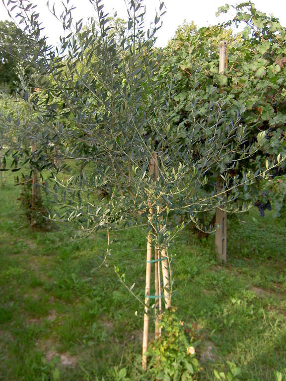 Agriturismo Monteortone Abano Terme Exterior foto